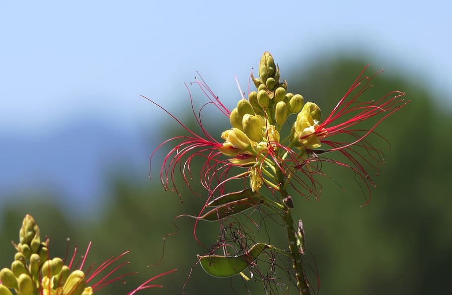 flower, yellow, red, close up, nature, plant, wallpaper, focus on foreground HD wallpaper