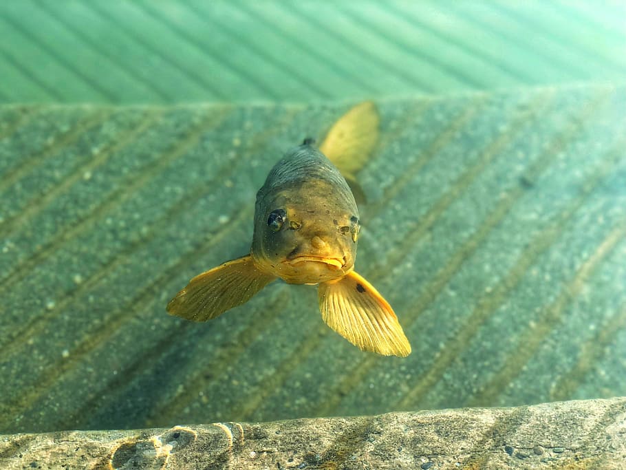 gray fish, gray fish beside wall, green, water, ugly, gills, animal HD wallpaper