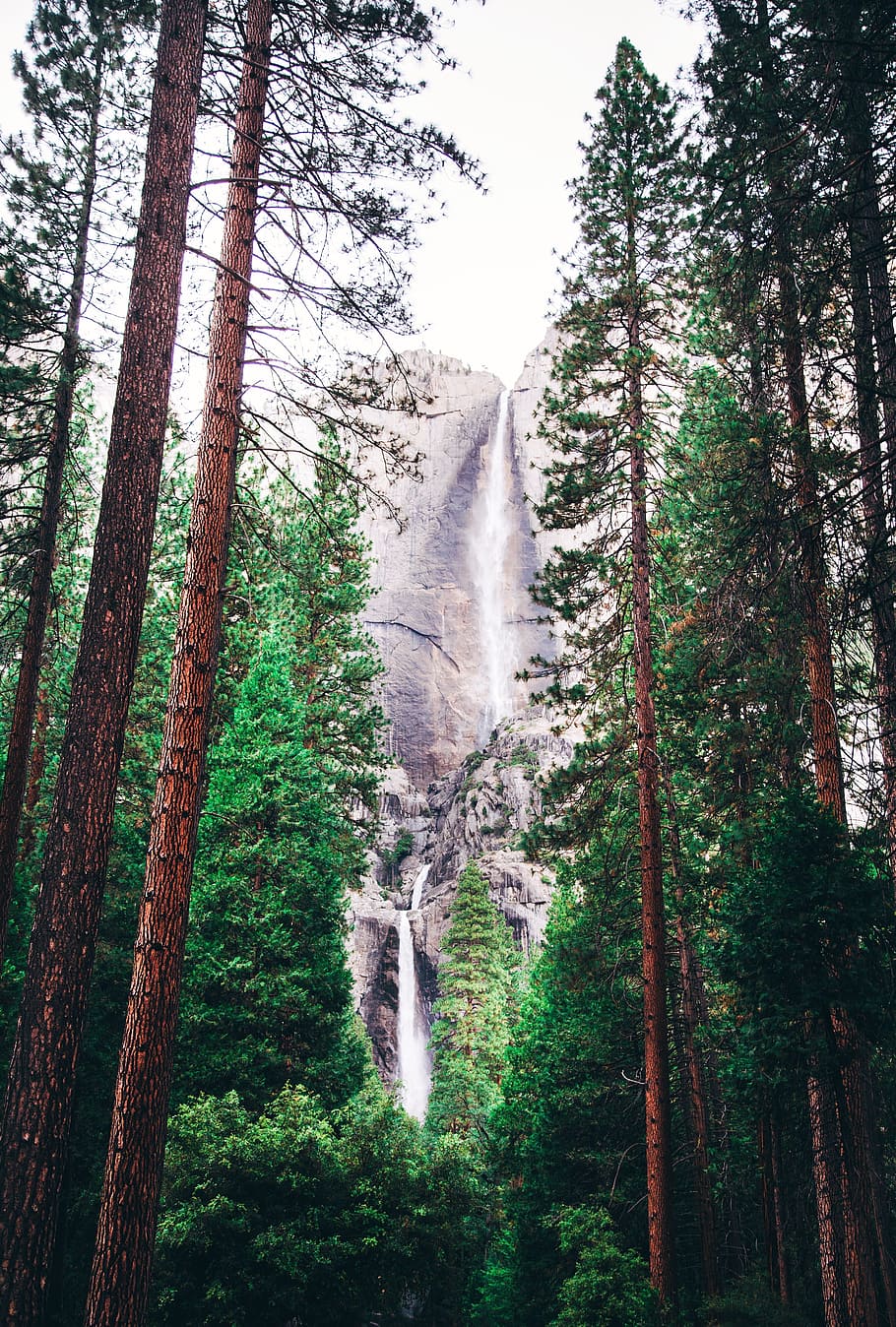 Landscape Photography of Green Trees and Water Falls, forest HD wallpaper