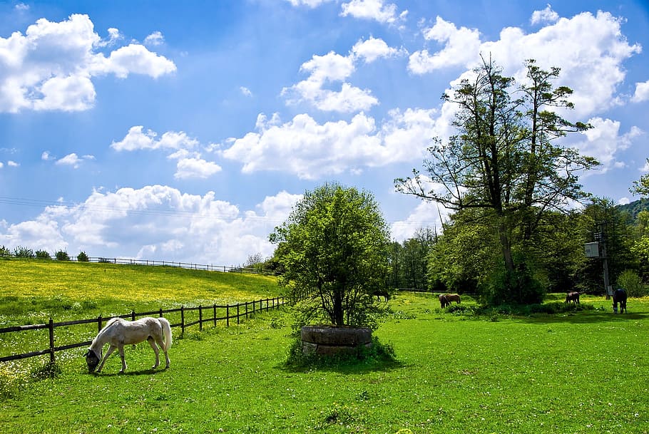 grass, nature, tree, meadow, summer, plant, mammal, animal themes HD wallpaper