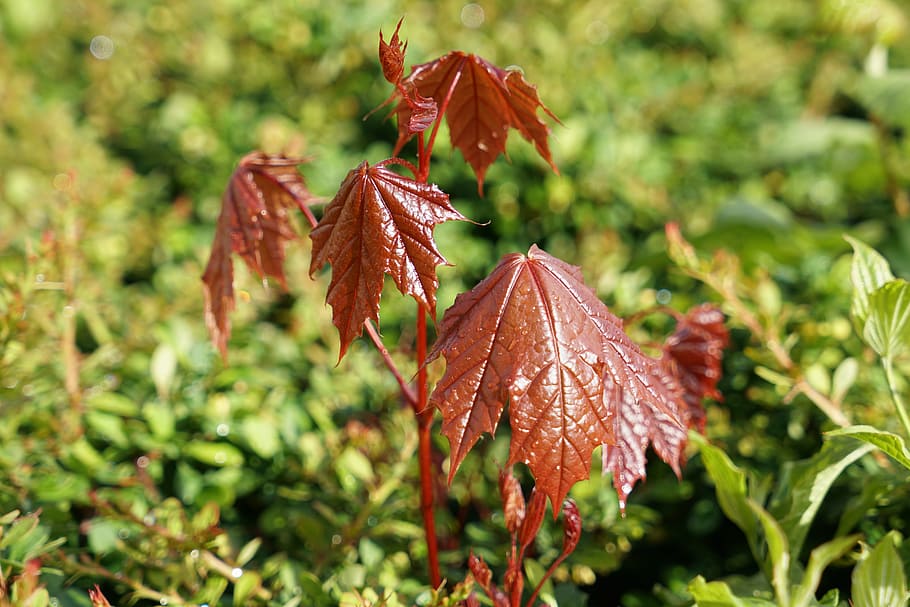 Maple Leaf, Engine, Young, Maple Leaves, young maple leaves HD wallpaper