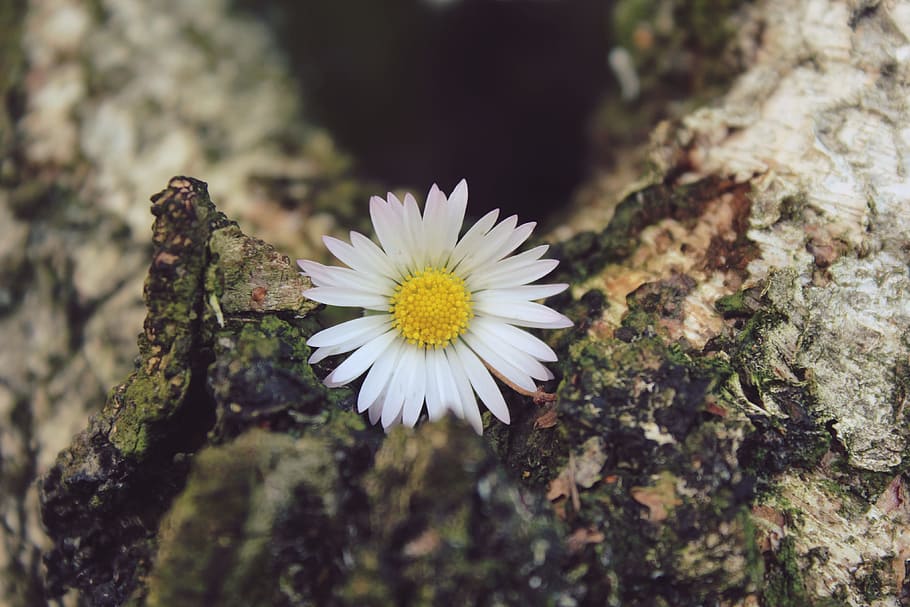 daisy, flower, blossom, bloom, plant, nature, close, white HD wallpaper