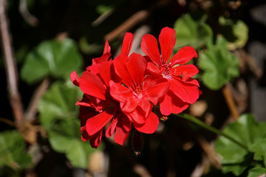 geranium, flower, bloom, blossom, plant, nature, leaves, red HD wallpaper