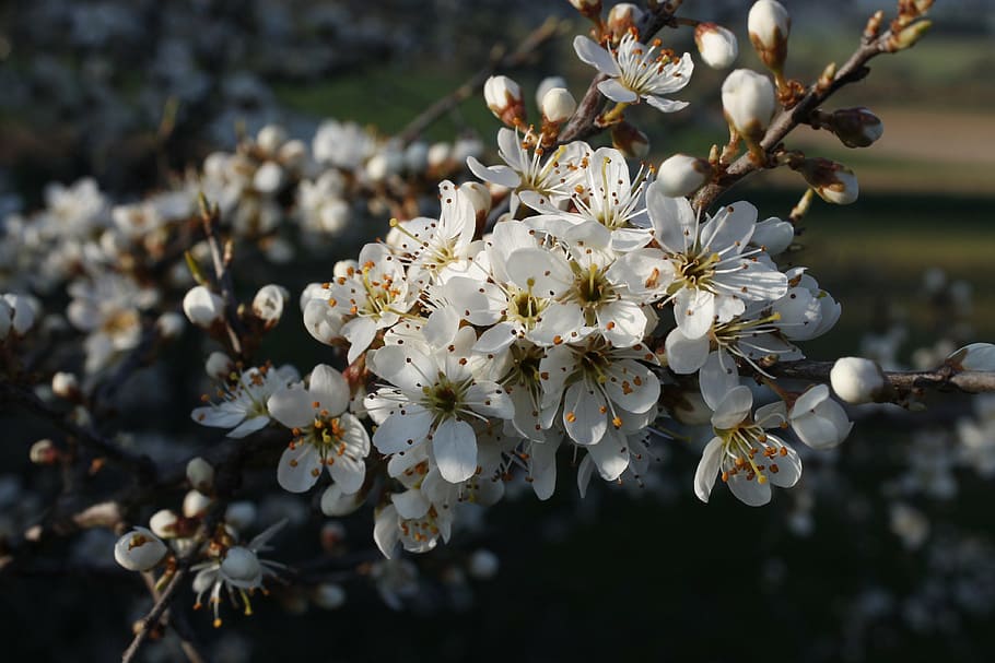 blossom, bloom, close, bush, nature, steep, white blossom, spring HD wallpaper
