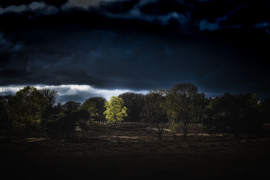 green trees under blue and dark sky, green leafed trees, bright light HD wallpaper