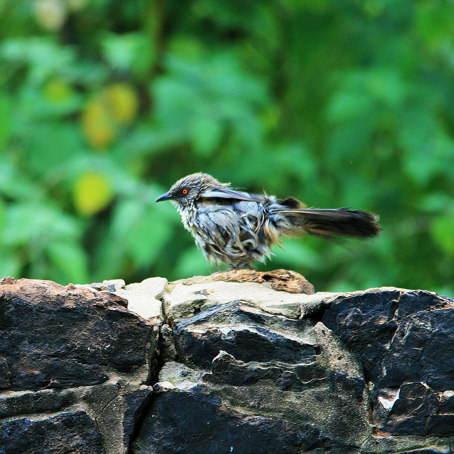 bird, small, feathers, damp, wet, shaking, fluffing, sun, animal HD wallpaper