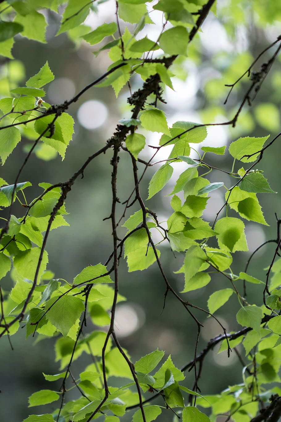 close-up photography of green leaves, birch, foliage, summer HD wallpaper