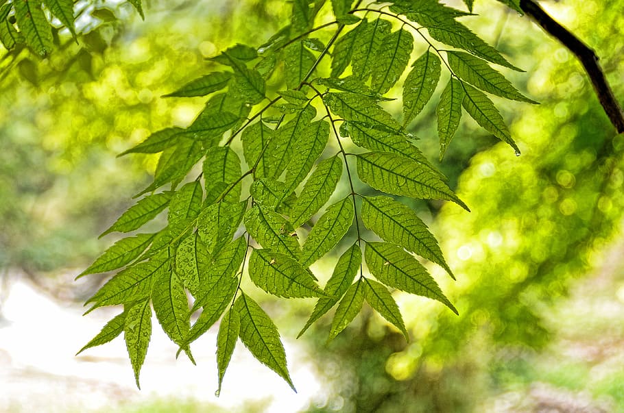 tree, green, leaf, nature, foliage, fresh, sunny, water, drop HD wallpaper