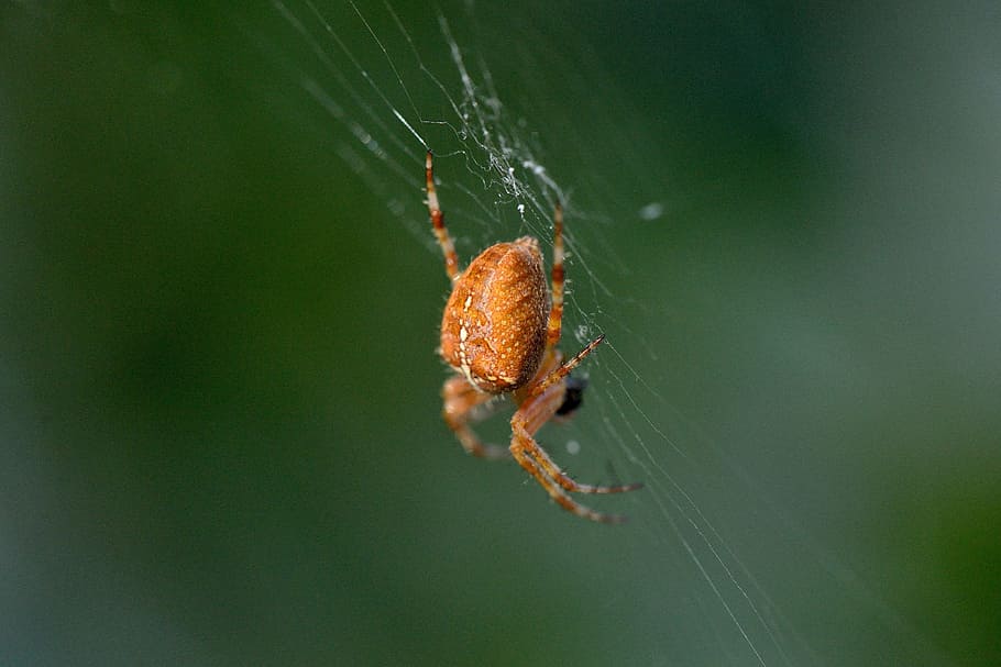spider, insect, macro, animal themes, animal wildlife, invertebrate HD wallpaper