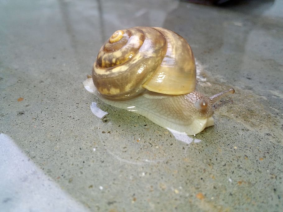 snail, insects, bug, mollusk, animal, animal wildlife, gastropod HD wallpaper