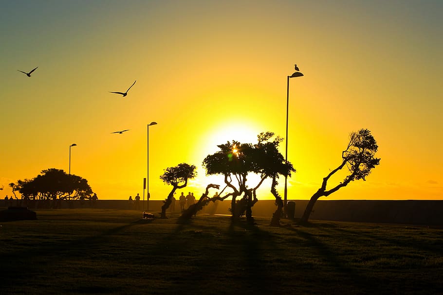 Trees at sunset, landscape, nature, silhouette, bird, sky, back Lit HD wallpaper
