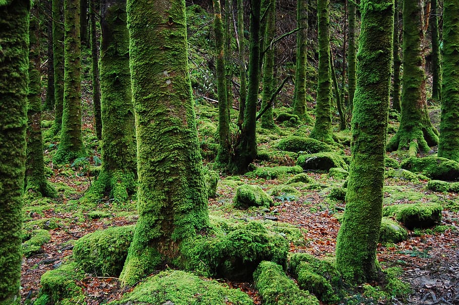Photo of Trees Covered in Moss, environment, forest, green, nature HD wallpaper