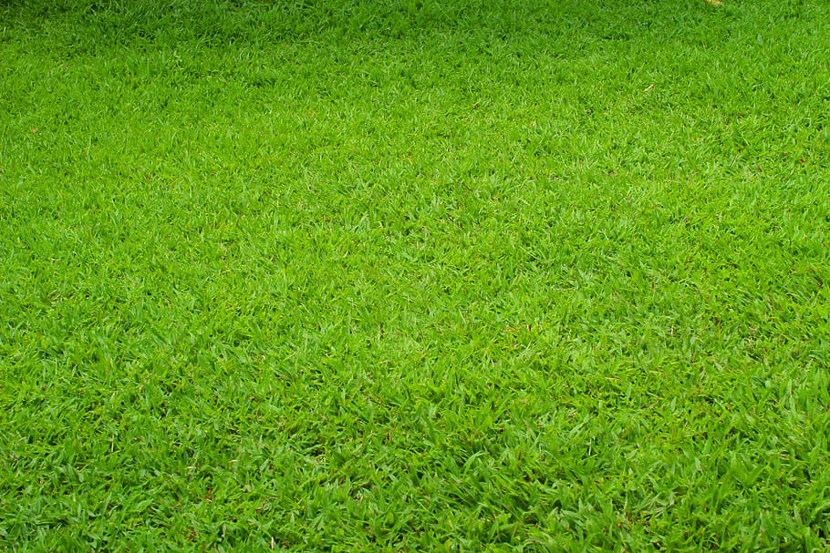 grass field, green, grassland, material, backgrounds, nature HD wallpaper