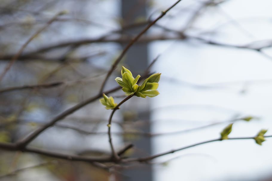 Branch, Tree, Sheet, Spring, handsomely, nature, leaves, kidney HD wallpaper