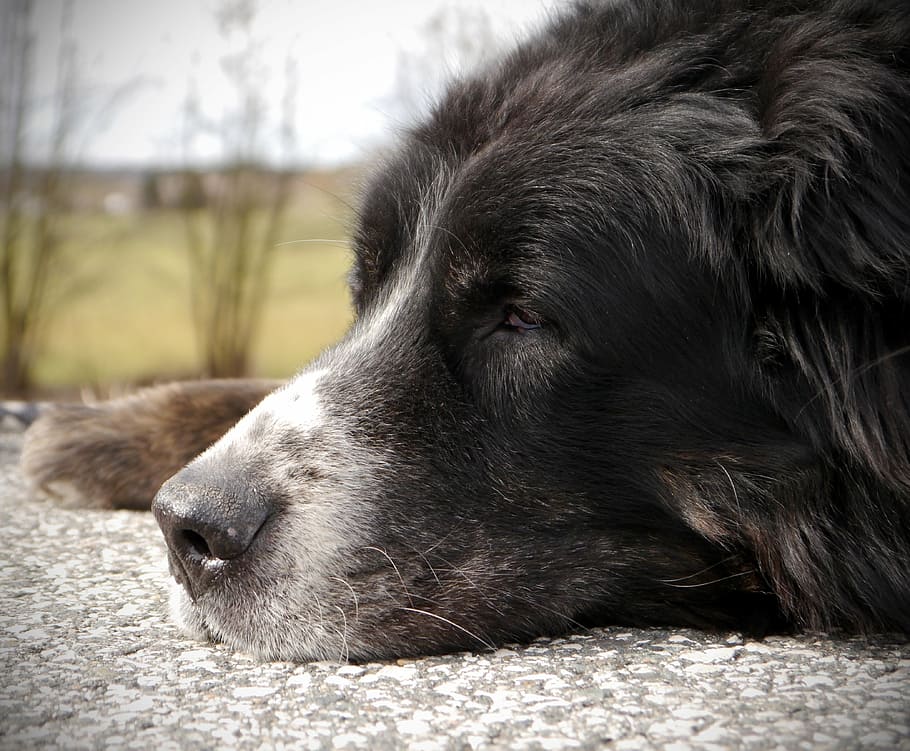 bernese mountain dog, senior, rest, walk, break, older, black