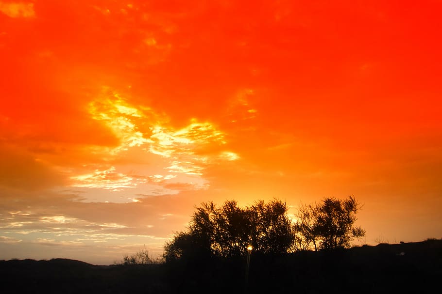 silhouette of trees, sunset, silhouettes, sky, clouds, beautiful HD wallpaper
