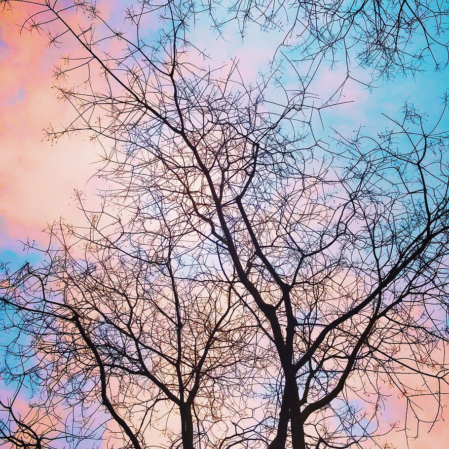 trees, aesthetic, branches, afterglow, sky, clouds, bare tree, HD wallpaper