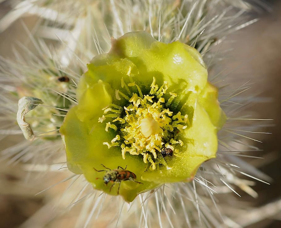 Desert, Bug, Flower, Cactus, Blossom, yellow petals, close-up HD wallpaper