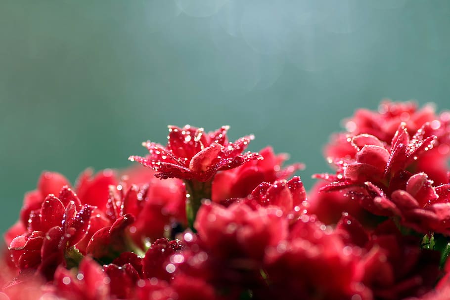 selective focus photography of dew on flowers, rubella, red HD wallpaper