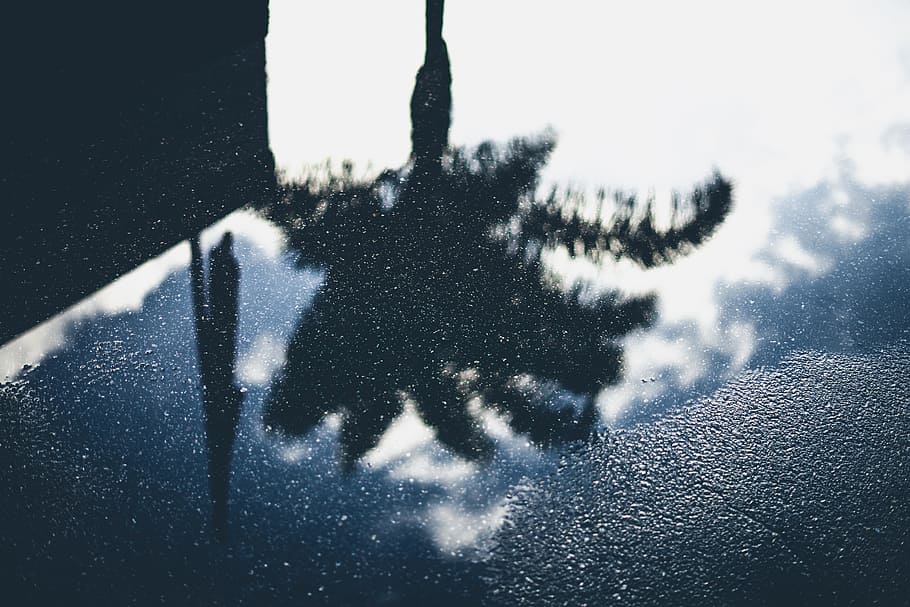 puddle in the ground, puddle reflection photo of tree silhouette HD wallpaper