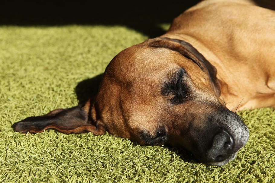 dog, pet, concerns, rest, head, rhodesian ridgeback, one animal HD wallpaper