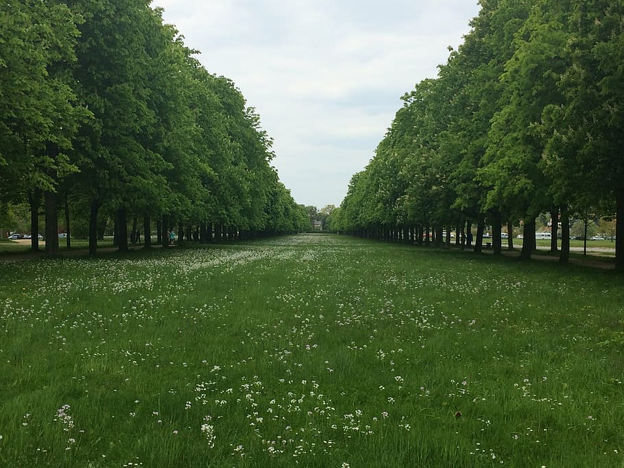 tree lined avenue, meadow, nature, grass, outdoors, green Color HD wallpaper