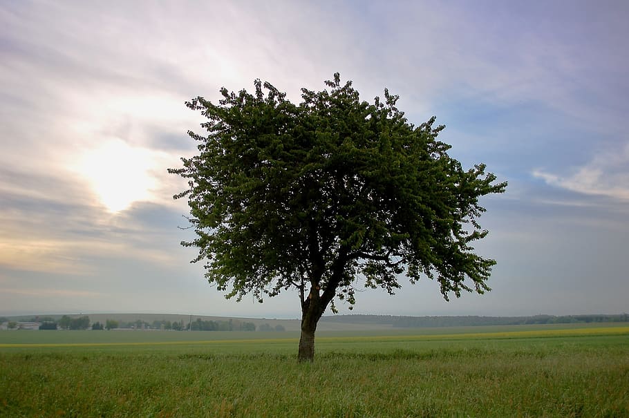 tree, landscape, nature, grass, sky, panorama, field, cloud HD wallpaper