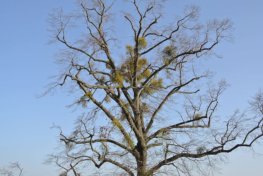 Mistletoe, Tree, Crown, day, nature, no people, outdoors, sky HD wallpaper
