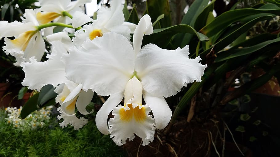 white cattleya flowers, orchid, bloom, pink, blossom, spring HD wallpaper
