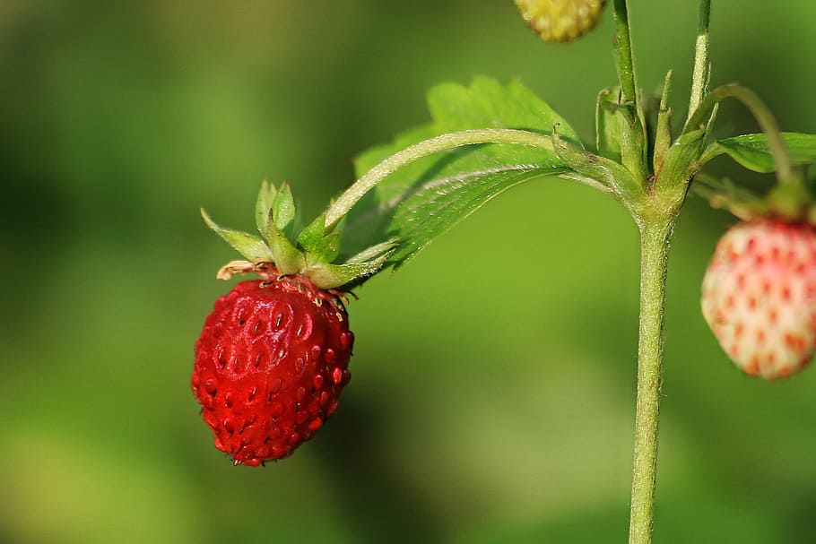 Berry, Nature, Summertime, strawbery, tasty, red, wild, fruit, HD wallpaper