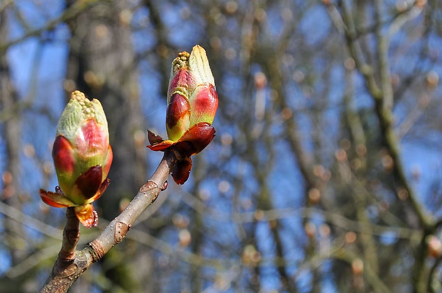 branch, branches, red, spring, nature, colors, tree, web, flowers HD wallpaper