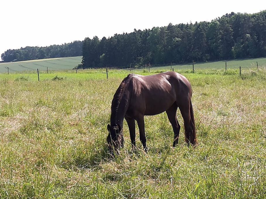 coupling, meadow, horse, field, forest, nature, mane, pasture HD wallpaper
