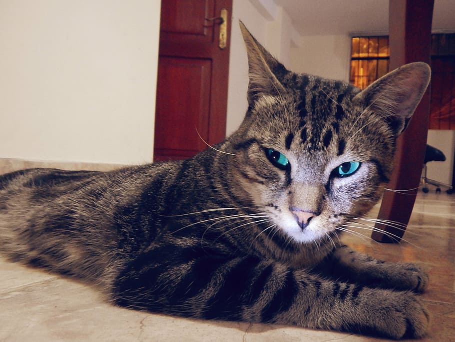 cat, pet, look, domestic, pets, feline, domestic animals, domestic cat HD wallpaper