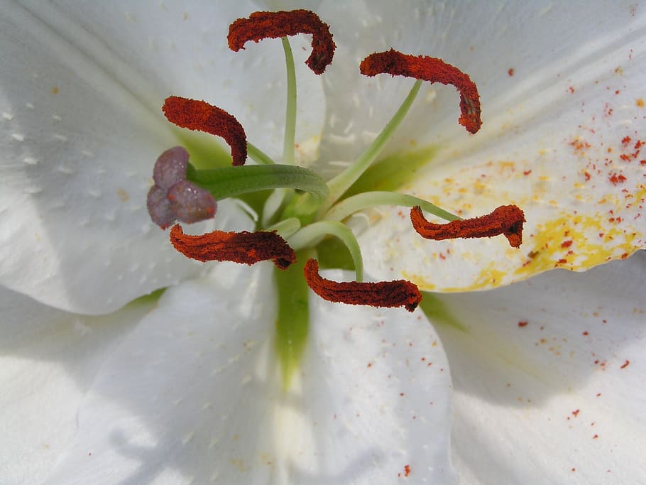 lily, pistil, macro, pollen, flower, nature, plant, close-up HD wallpaper