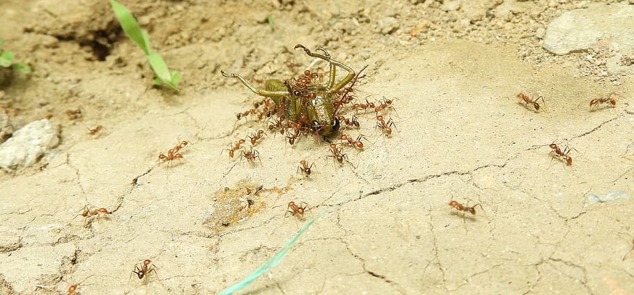 insects, work, ants, colombia, animal themes, animals in the wild HD wallpaper