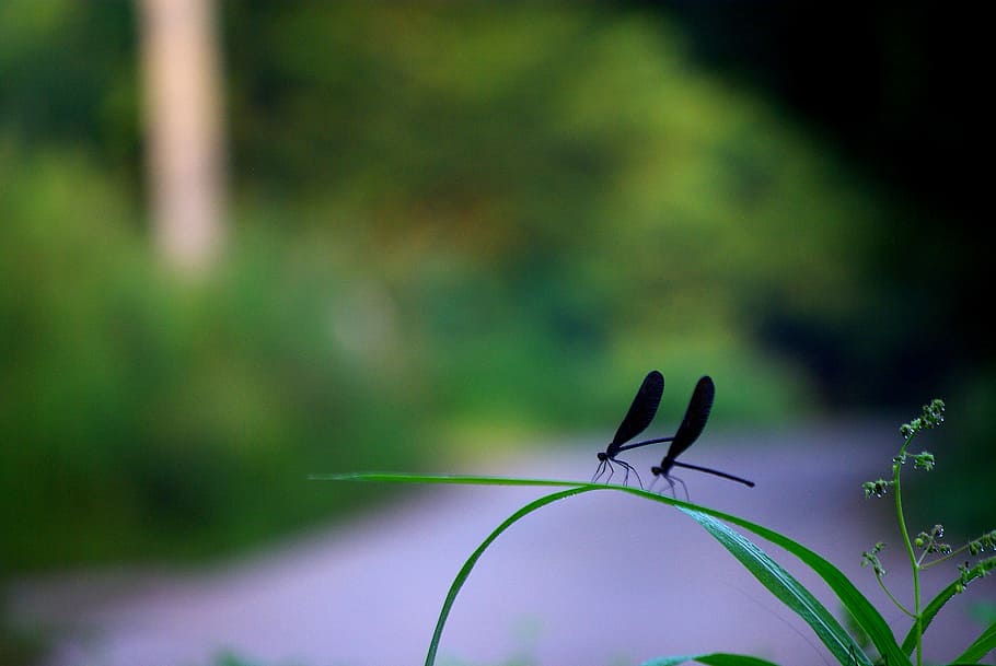 two black dragonflies on green linear leafed plant, insects HD wallpaper