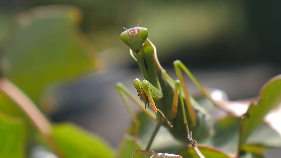 insect, mantis, green, animal wildlife, animal themes, one animal HD wallpaper