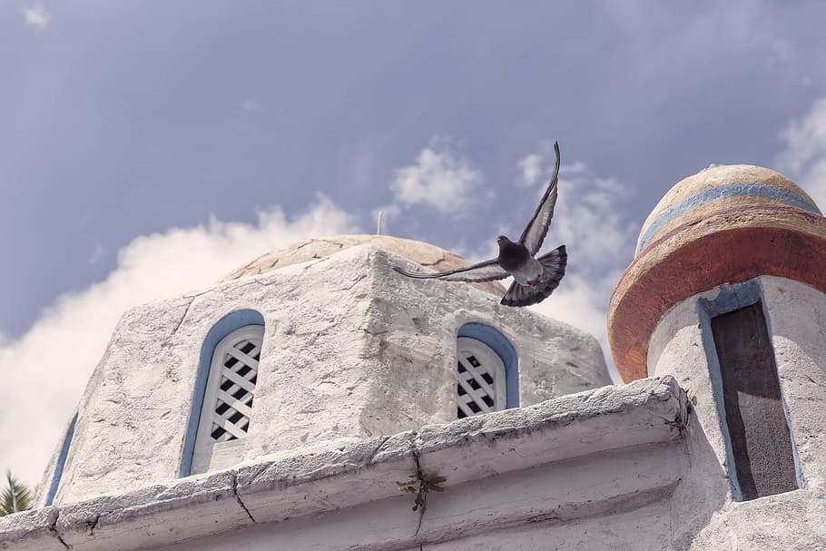 flying bird over dome, flight, soar, building, holiday, vacation HD wallpaper