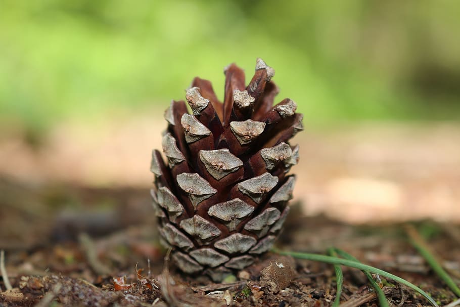 pinecone, wood, tree, focus on foreground, nature, plant, day HD wallpaper
