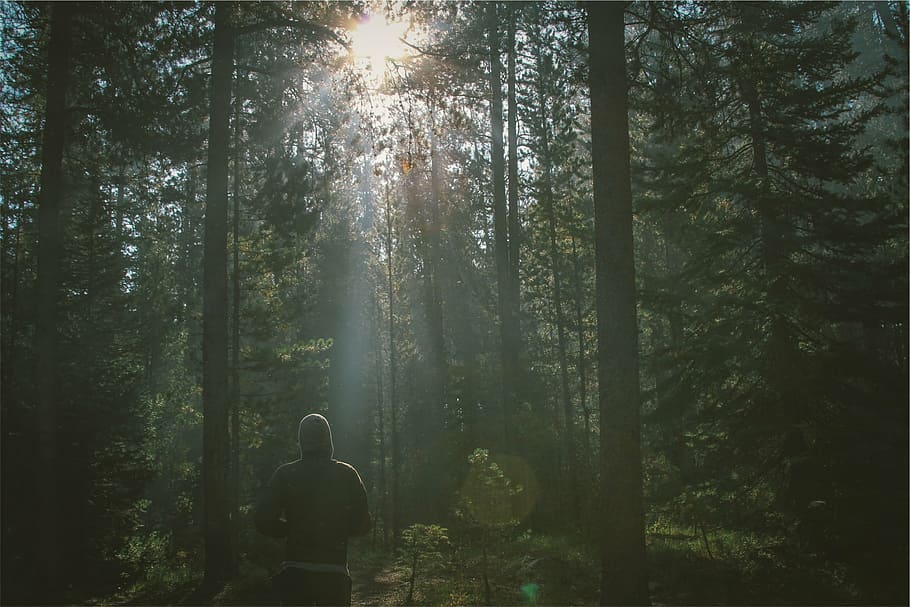 person walking under the trees, forest, nature, jogging, sun HD wallpaper