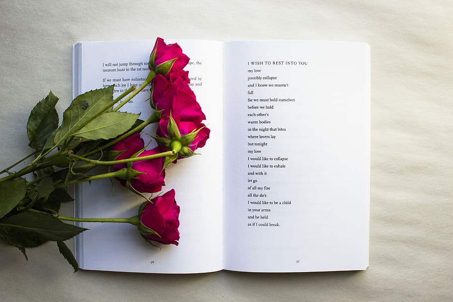 red roses on book, pink rose on white open book, flower, plant HD wallpaper