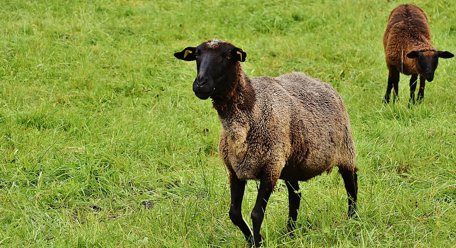 sheep, animal, meadow, wool, graze, nature, mammal, grass, animal themes HD wallpaper