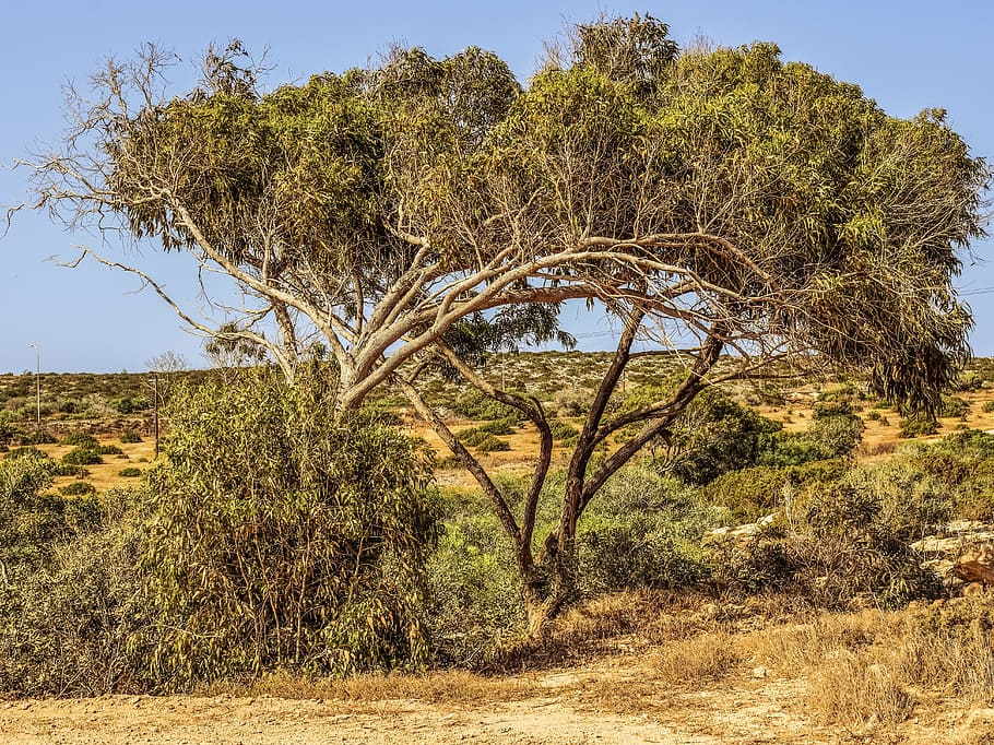 eucalyptus, tree, nature, summer, cavo greko, cyprus, africa HD wallpaper