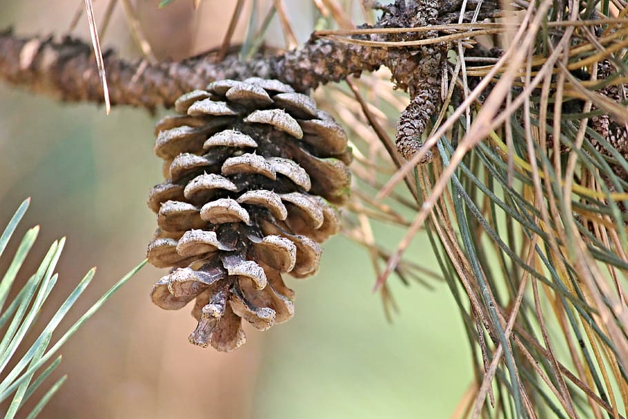 shallow focus photography of brown pinecone, pine cones, conifer HD wallpaper