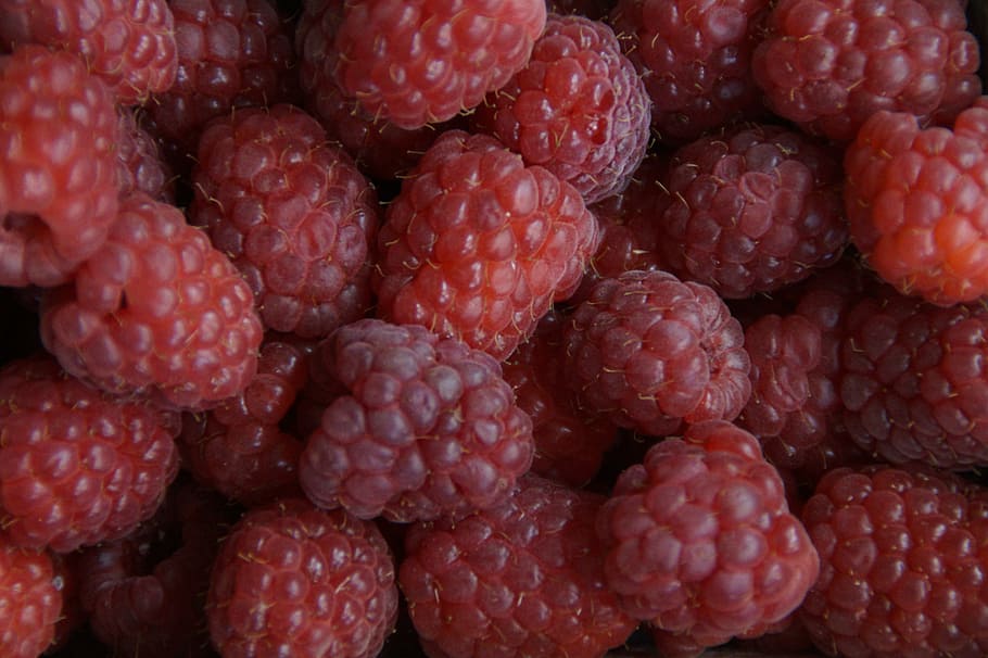berries, raspberries, red, structure, texture, background, fruits HD wallpaper
