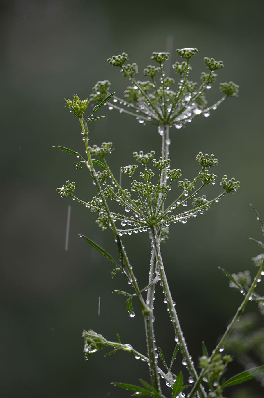 Parsley, Drip, Wet, Beaded, rain, drop of water, nature, plant HD wallpaper
