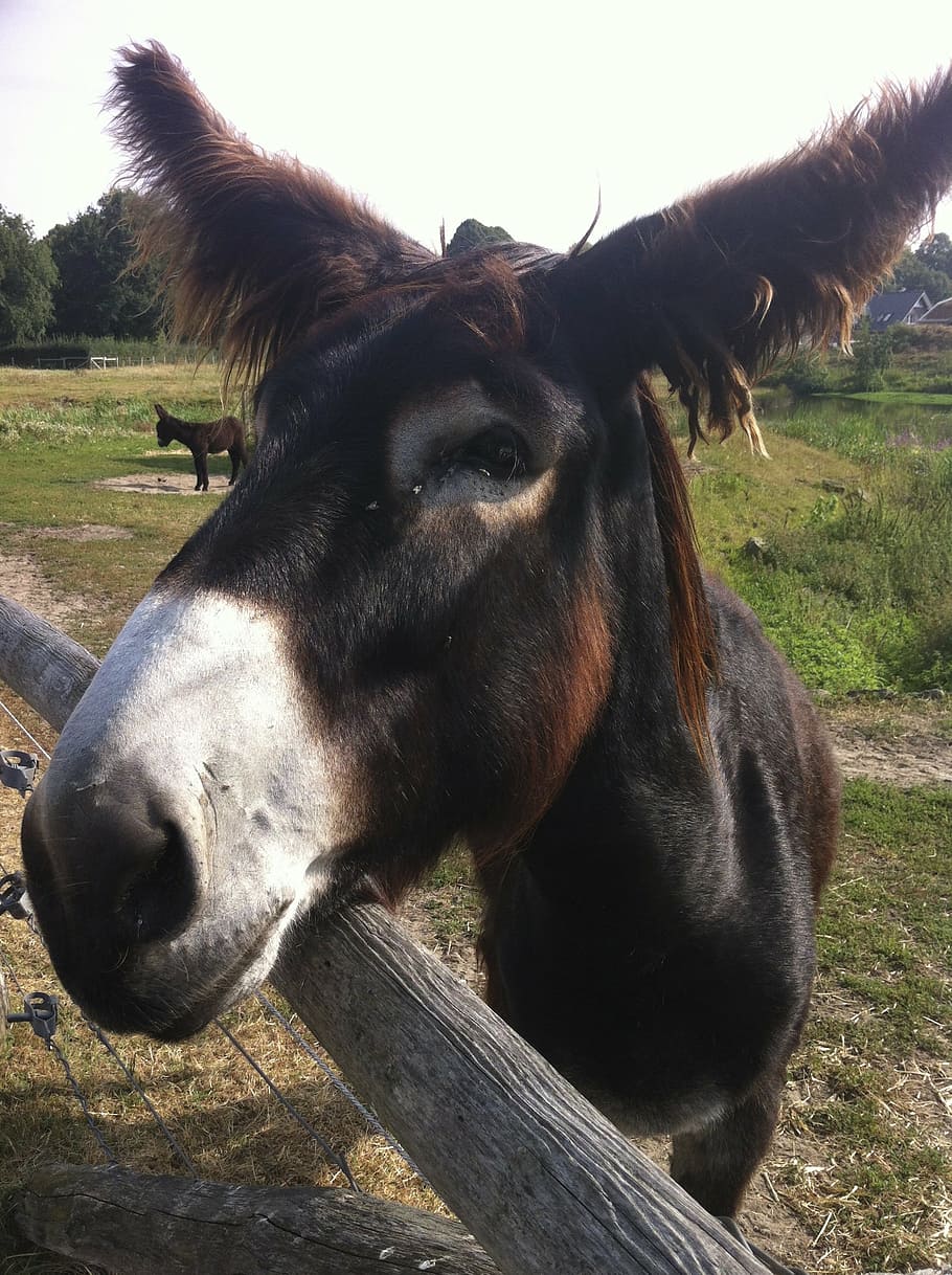 donkey, animal, mule, muli, mammal, animal themes, domestic animals HD wallpaper