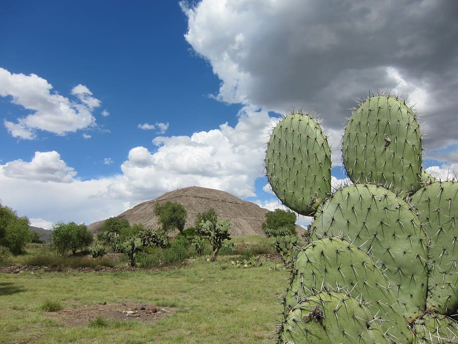 green cactus, teotihuacan, pyramid, mexico, ruins, cloud - sky, HD wallpaper