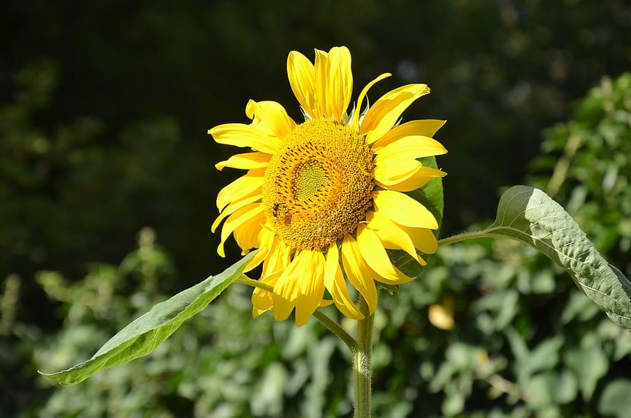 sunflower, incomplete, flowering plant, yellow, growth, fragility HD wallpaper
