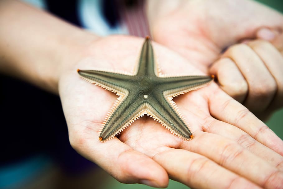 starfish on person's palm, starfish on right hand, holding, detail, HD wallpaper